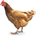 chicken_small